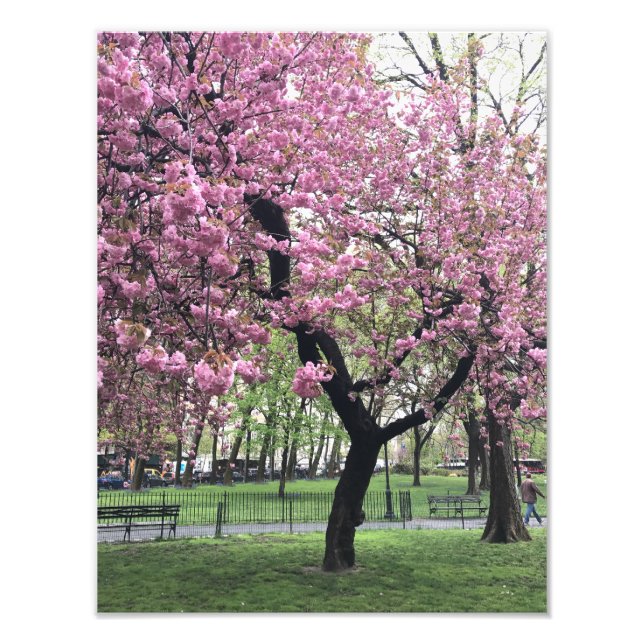 Pretty Pink Cherry Blossom Tree NYC New York City Photo Print (Front)