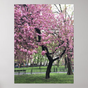Pretty Pink Cherry Blossom Tree NYC New York City Poster