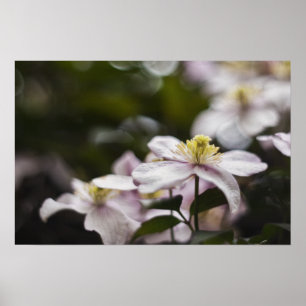 Pretty Pink Clematis flower Poster