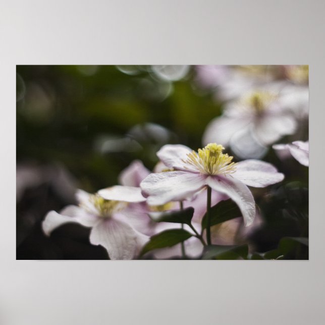 Pretty Pink Clematis flower Poster (Front)