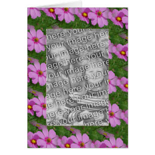 Pretty Pink Cosmos Flower Design Photo