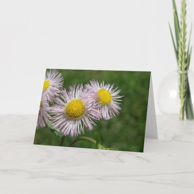 Pretty Pink Daisy-Like Flowers Card (Front)