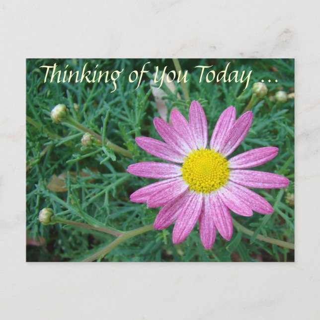 Pretty Pink Daisy Postcard (Front)