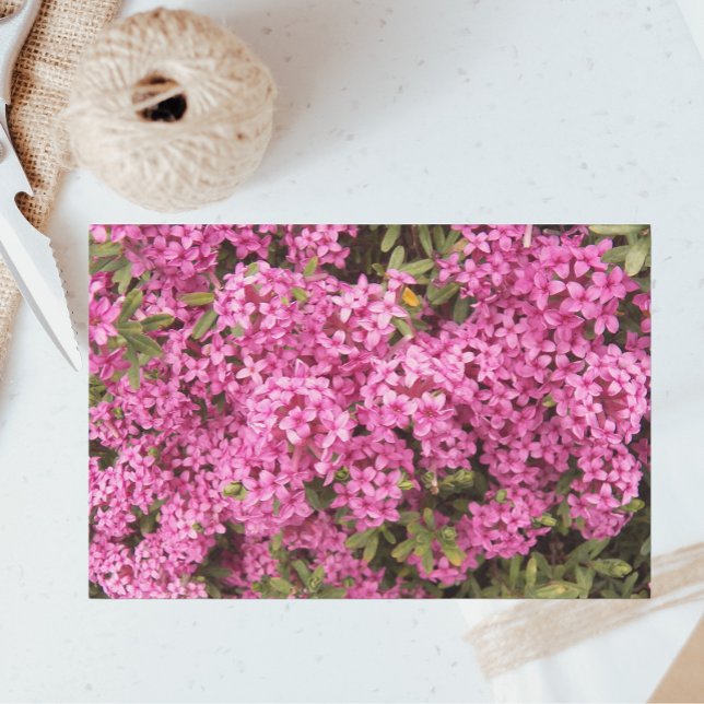 Pretty Pink Daphne Floral Tissue Paper (In Situ)
