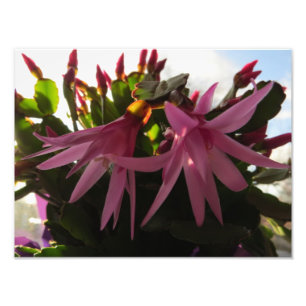 Pretty Pink Easter Cactus Flowers Photo Print