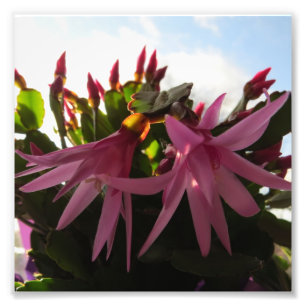 Pretty Pink Easter Cactus Flowers Photo Print