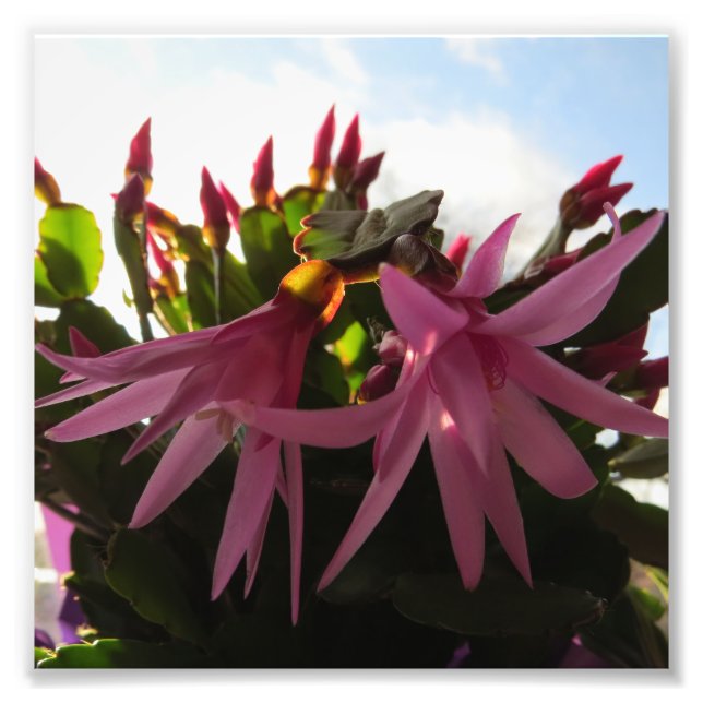 Pretty Pink Easter Cactus Flowers Photo Print (Front)