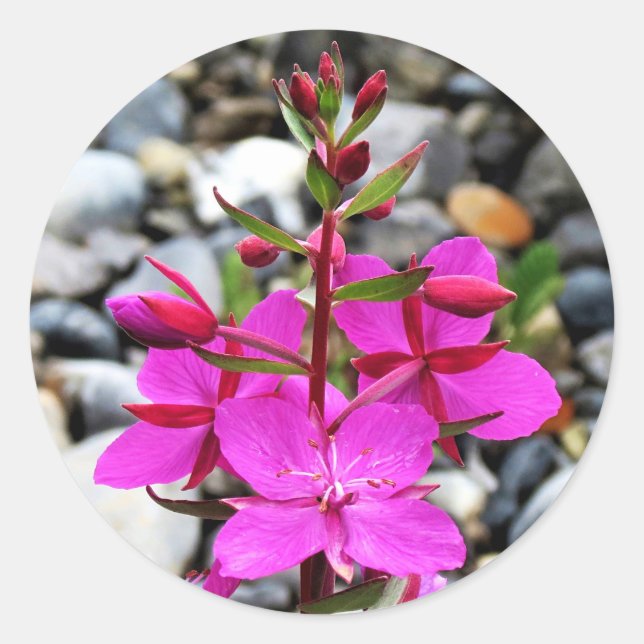 Pretty Pink Fireweed Wildflowers Bloom in Canada Classic Round Sticker (Front)