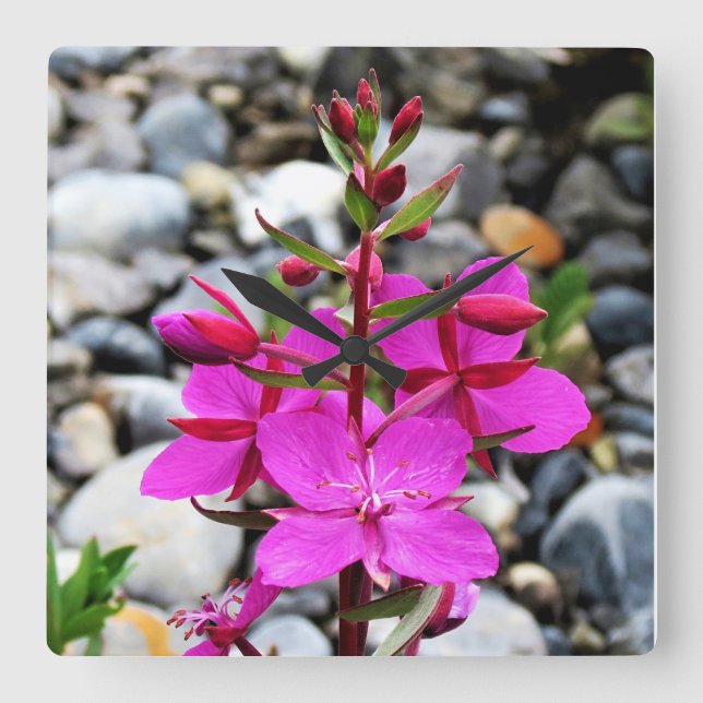 Pretty Pink Fireweed Wildflowers Bloom in Canada Square Wall Clock (Front)