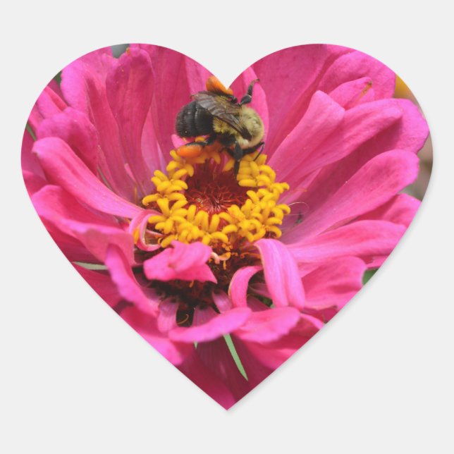Pretty pink floral Pink Zinnia Bumble bee Heart Sticker (Front)