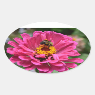 Pretty pink floral Pink Zinnia Bumble bee Oval Sticker