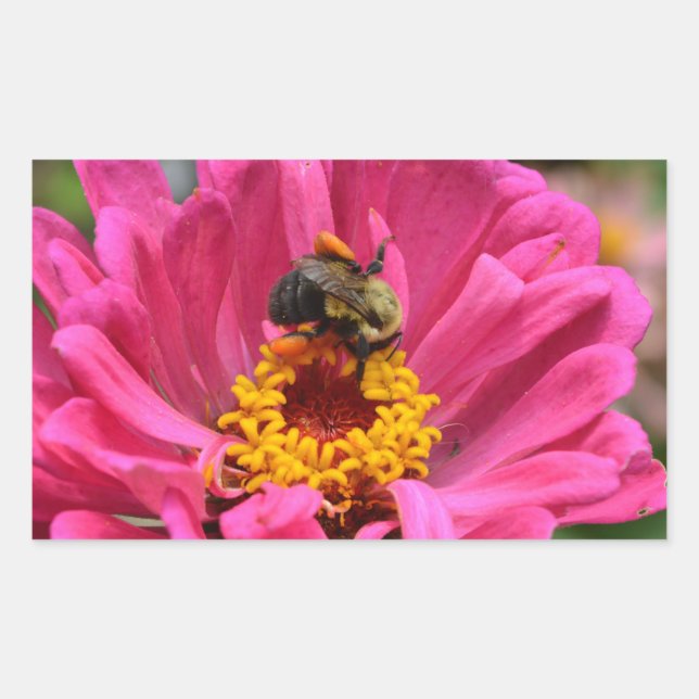 Pretty pink floral Pink Zinnia Bumble bee Rectangular Sticker (Front)