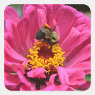 Pretty pink floral Pink Zinnia Bumble bee Square Sticker