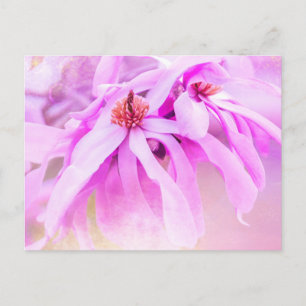 Pretty Pink Flower Blossoms Postcard
