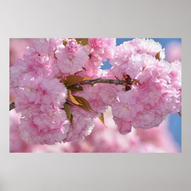 Pretty Pink Flowering Tree Poster (Front)