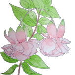 pretty pink flowers on black background floral paper coaster<br><div class="desc">The original painting on this unique party coaster is a bunch of pink fuchsias, The original art design is a watercolor picture. The soft pink flowers are hanging amongst a few soft green leaves and are outlined in a sketchy style using a black fine nib pen. The pink flowers look...</div>