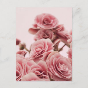 Pretty Pink flowers Postcard