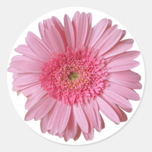 Pretty Pink Gerber Daisy Sticker