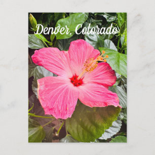 Pretty Pink Hibiscus, Denver Colordo Postcard