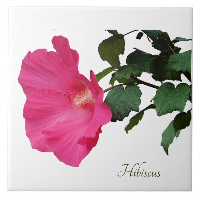 Pretty pink hibiscus on white tile (Front)