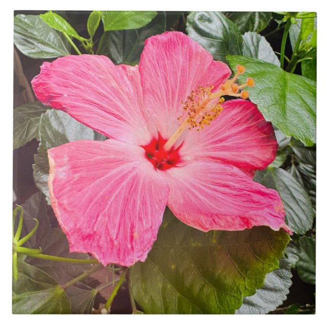 Pretty Pink Hibiscus Tile (Front)