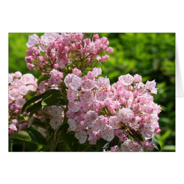 Pretty Pink Mountain Laurel Flowers (Front Horizontal)