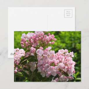 Pretty Pink Mountain Laurel Flowers Postcard
