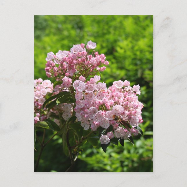 Pretty Pink Mountain Laurel Flowers Postcard (Front)