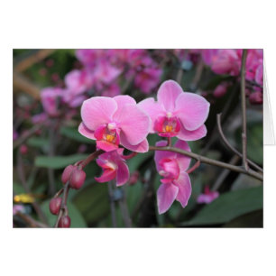 Pretty pink orchid flowers