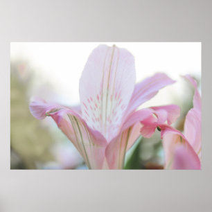 Pretty Pink Pastel Flower Poster
