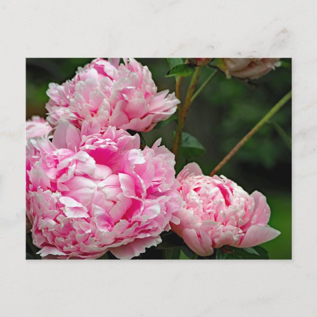 Pretty Pink Peonies Floral Photo Postcard (Front)