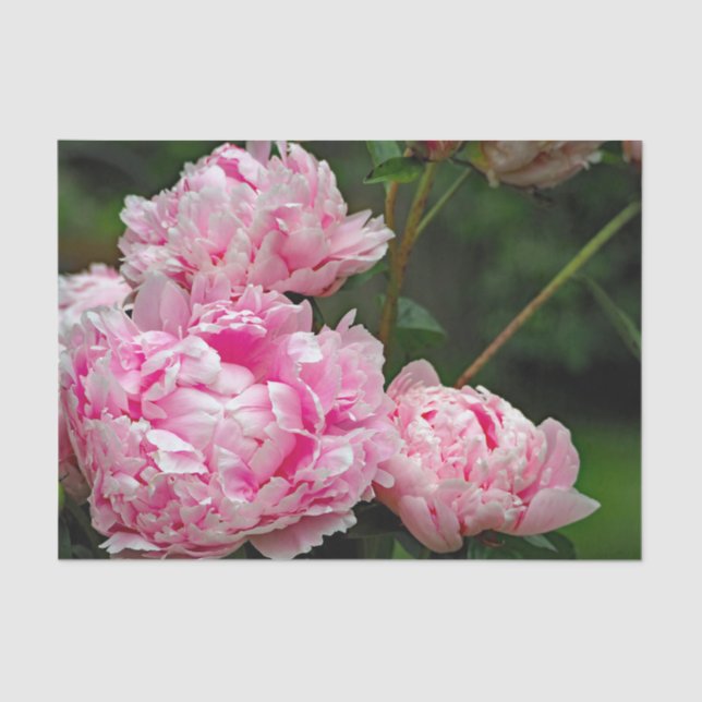 Pretty Pink Peonies Floral Photo Tissue Paper (Front)
