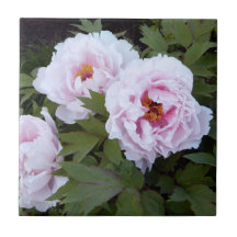 Pretty Pink Peony Decorative Tile