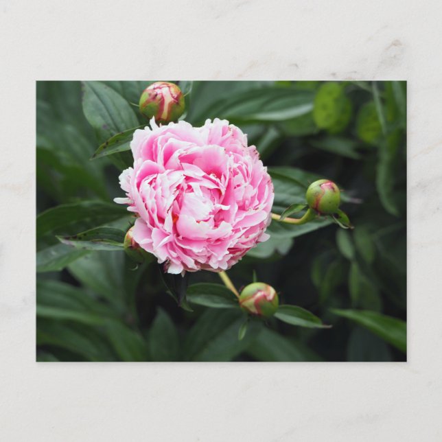 Pretty Pink Peony Floral Photo Postcard (Front)
