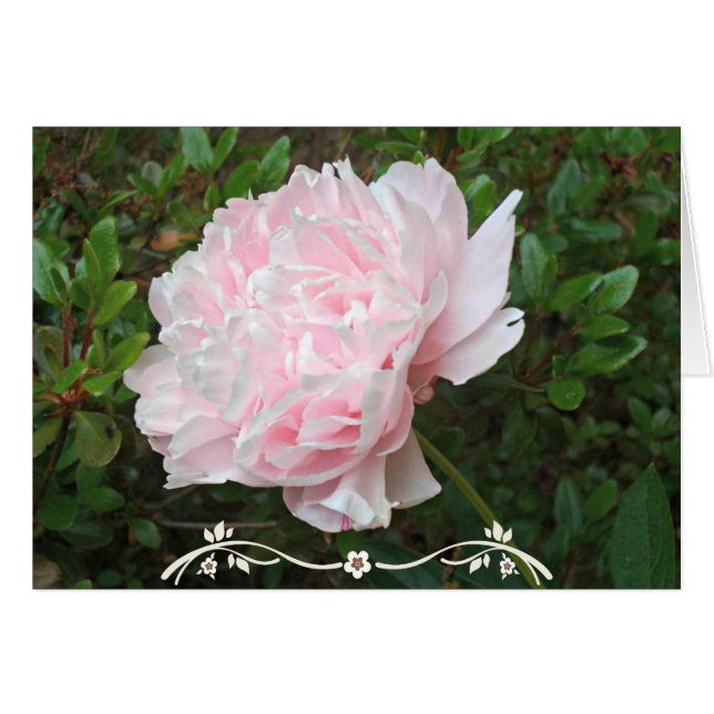 Pretty Pink Peony Flower Green Leaves (Front Horizontal)