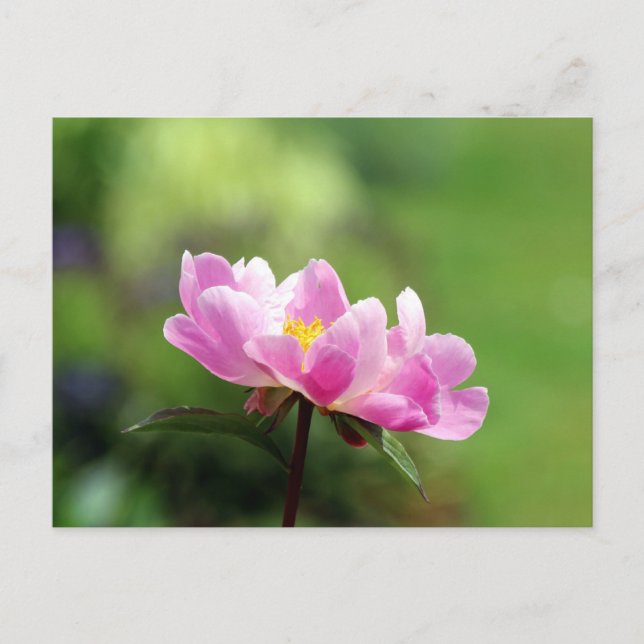 Pretty Pink Peony Postcard (Front)