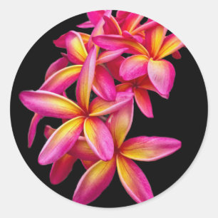 Pretty Pink Plumeria Floral Photo Classic Round Sticker