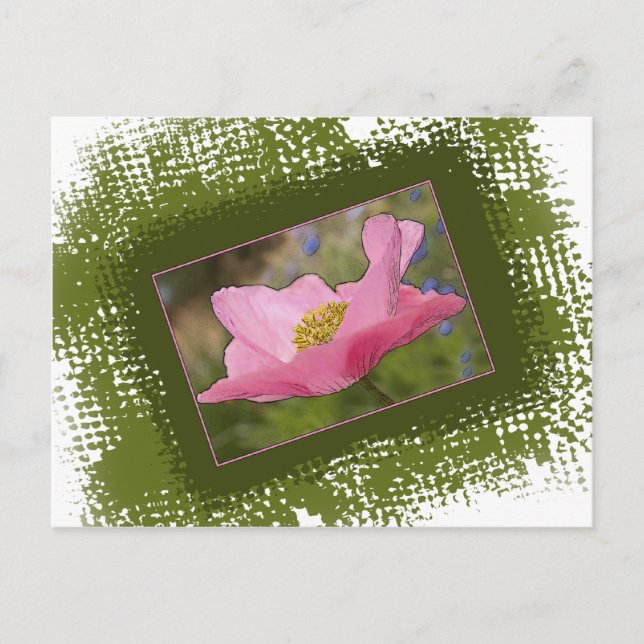 Pretty Pink Poppy Photograph Postcard (Front)