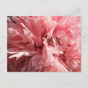 Pretty Pink Poppy Postcard