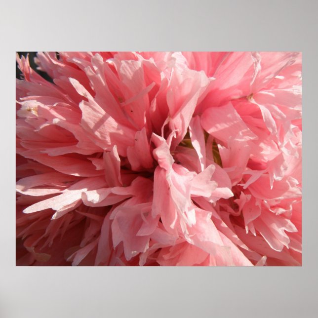 Pretty Pink Poppy Print (Front)