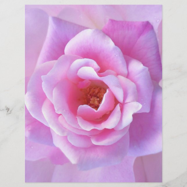 Pretty Pink Rose (Front)