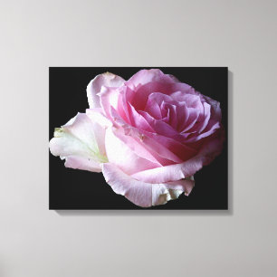 Pretty pink rose floral modern simple stylish chic canvas print