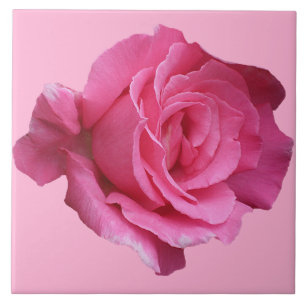 Pretty pink rose floral simple beautiful fine art tile