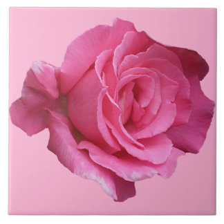 Pretty pink rose floral simple beautiful fine art tile