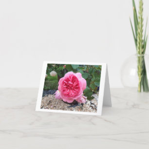 Pretty Pink Rose Flower Birthday Greetings Card