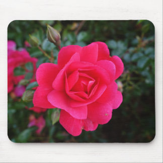 pretty pink rose flower photography mouse mat