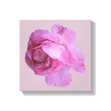 Pretty pink rose modern floral simple fine art