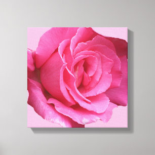 Pretty pink rose modern mimimalist floral fine art canvas print
