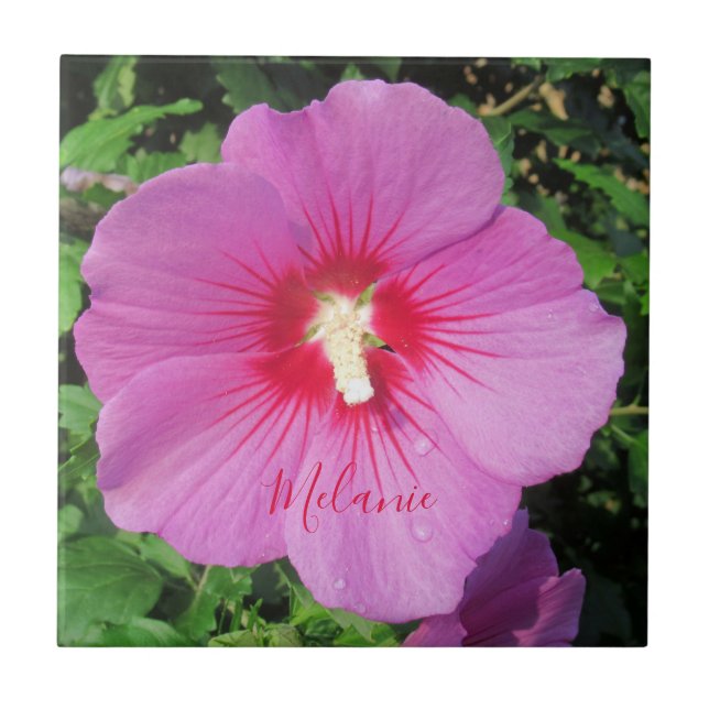 Pretty Pink Rose of Sharon Waterdrops Petals Name Tile (Front)