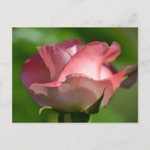 Pretty Pink Rose Postcard